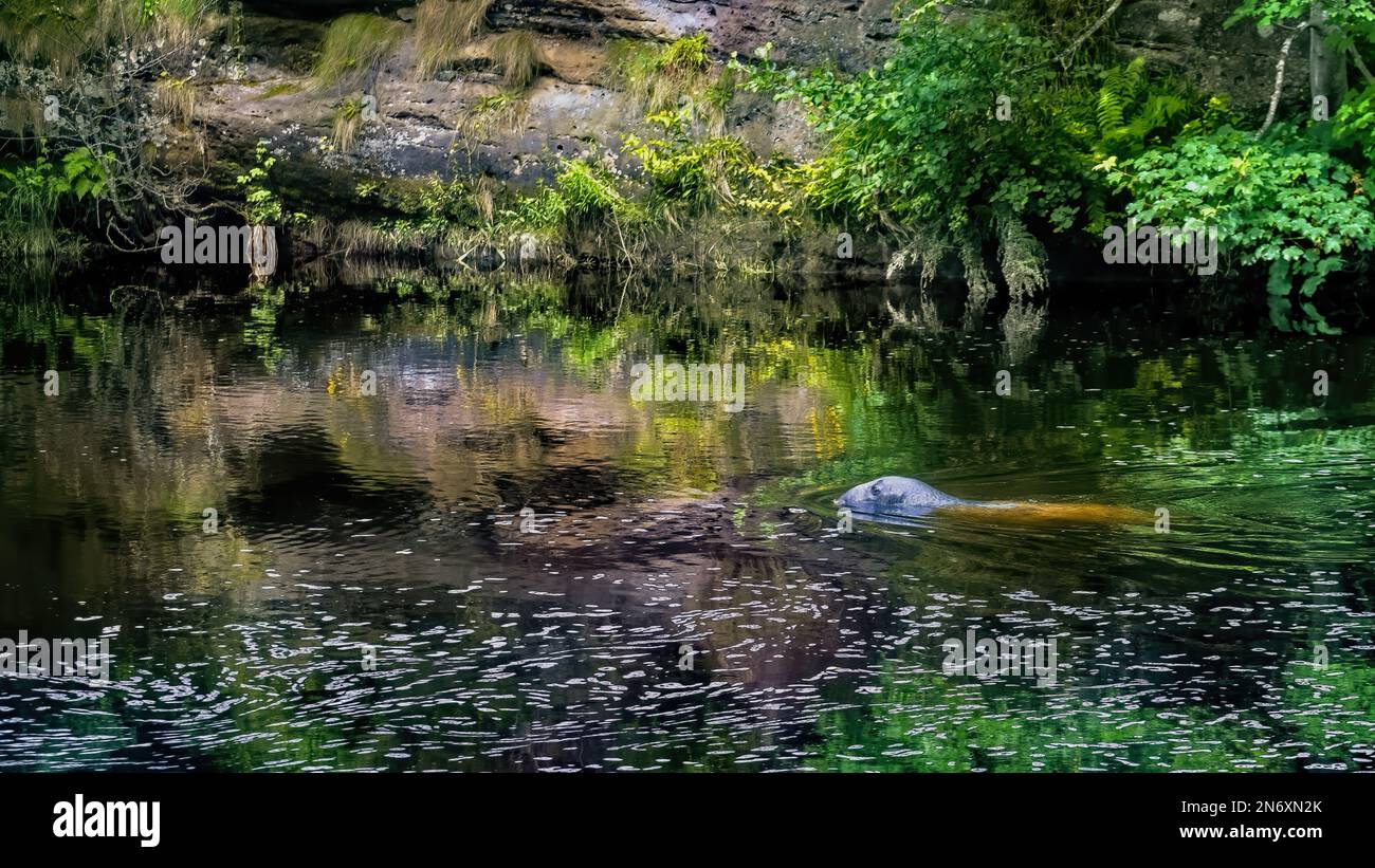 Grauer Robbenbulle im Bootspool, Fluss Brora, auf Lachsjagd Stockfoto