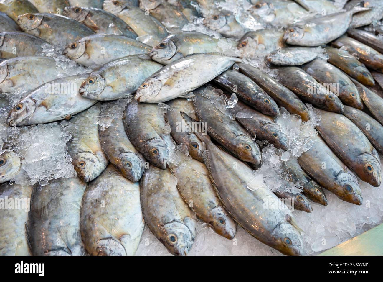 Kaninchenfisch, Fischmarkt im Mina District, alter Hafen von Doha, KatarQatar Stockfoto