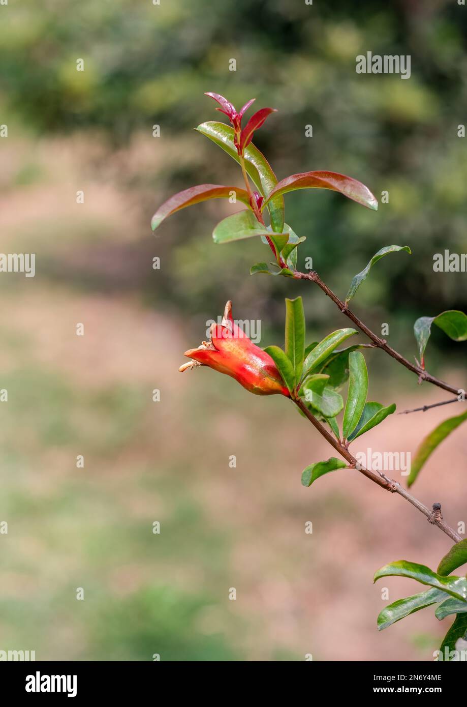 Selektiv fokussierte Granatapfelblume auf einem Zweig im Garten Stockfoto