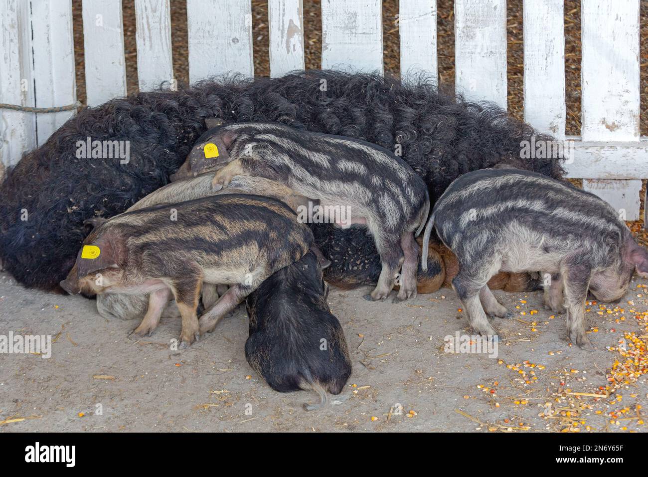Neugeborene Ferkel Black Mangalica Pig ungarische Rasse in Animal Farm Stockfoto