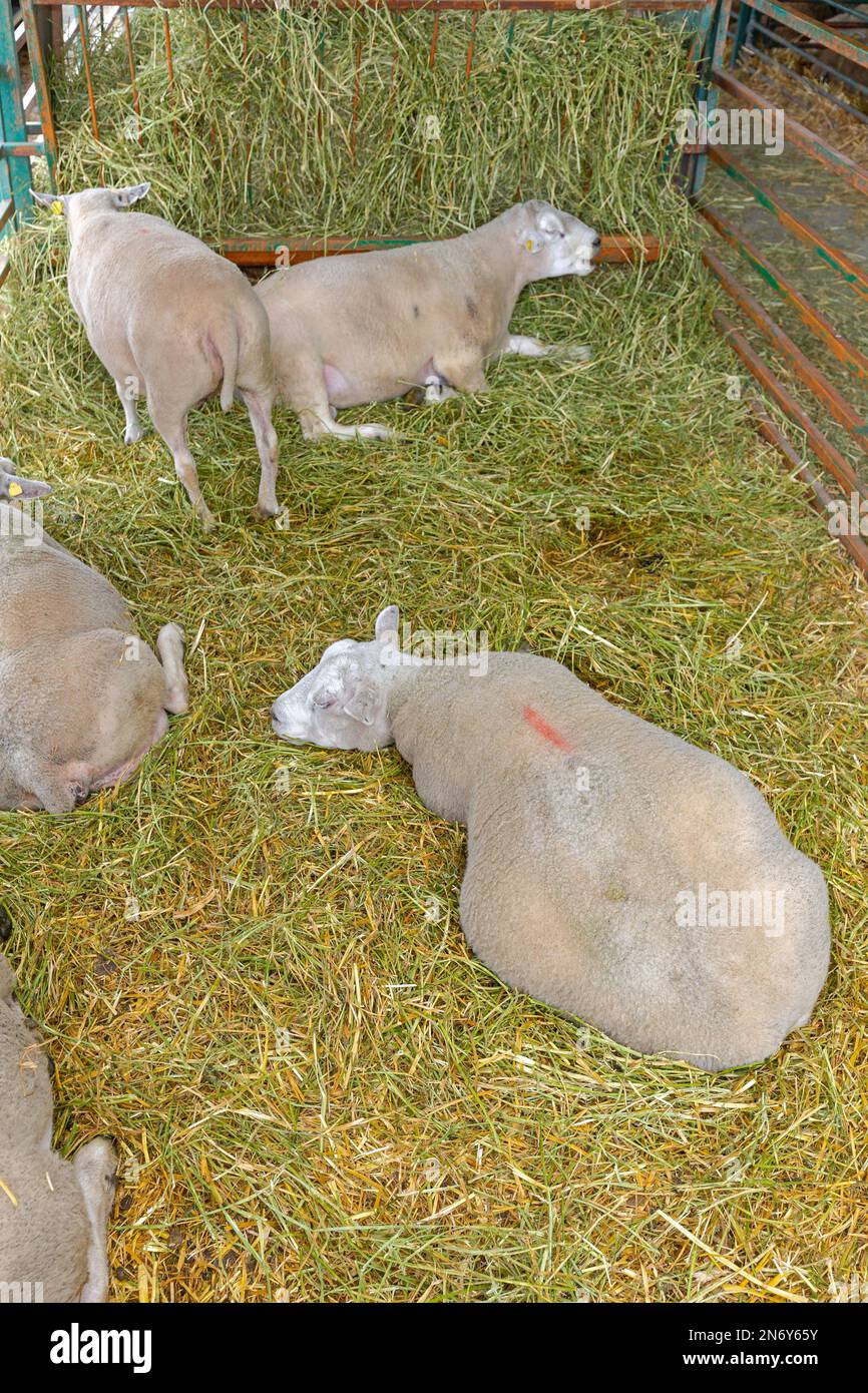 Schwangeres Schaf, das unten auf der Tierfarm liegt Stockfoto