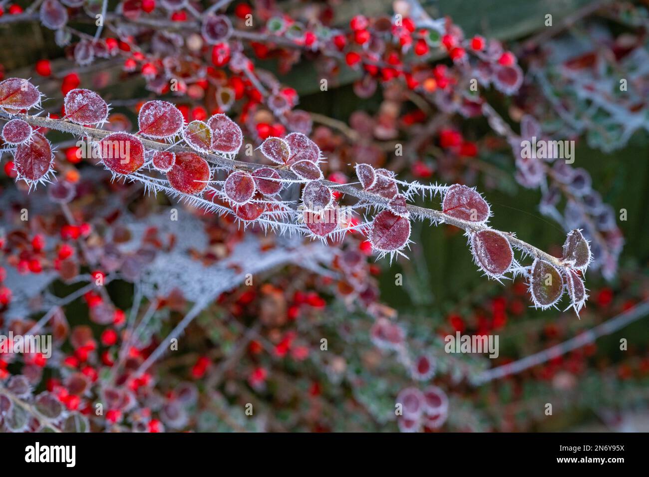 Frost auf den roten Blättern auf einem Cotoneaster Stockfoto