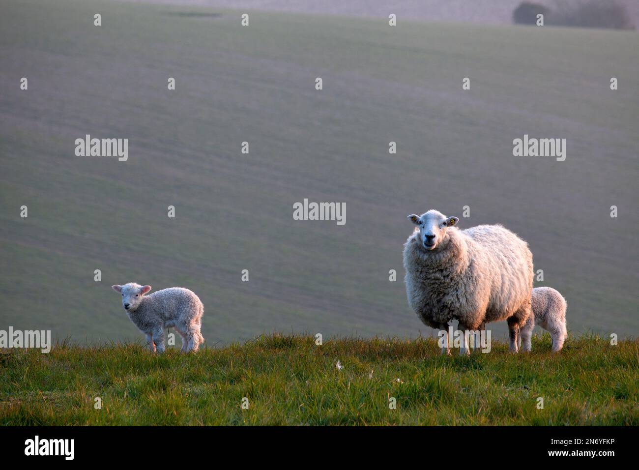 Ein Mutterschaf und zwei Lämmer auf Ebsbury Hill bei Great Wishford in Wiltshire. Stockfoto