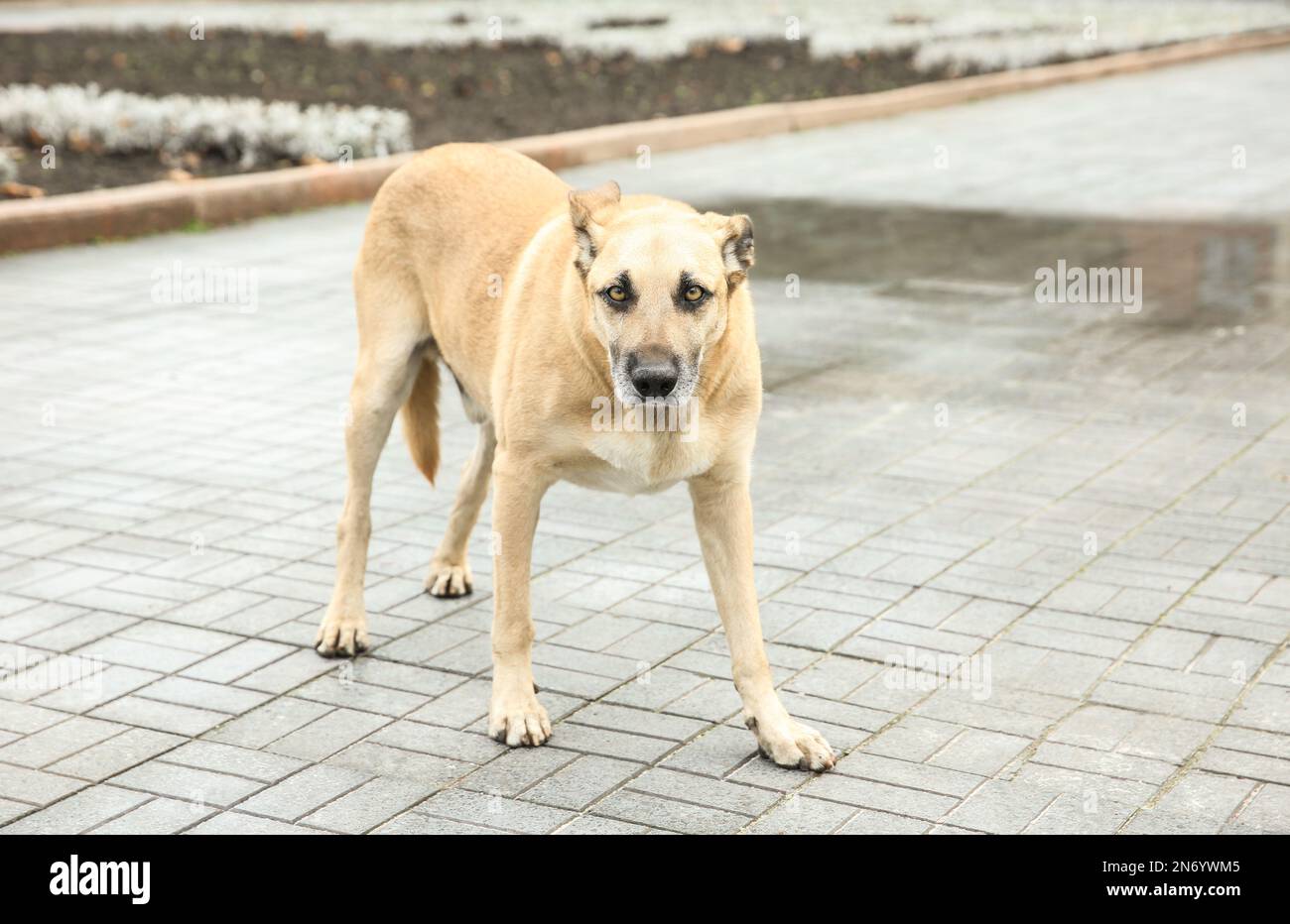 Obdachloser Hund auf der Straße der Stadt. Verlassenes Tier Stockfoto