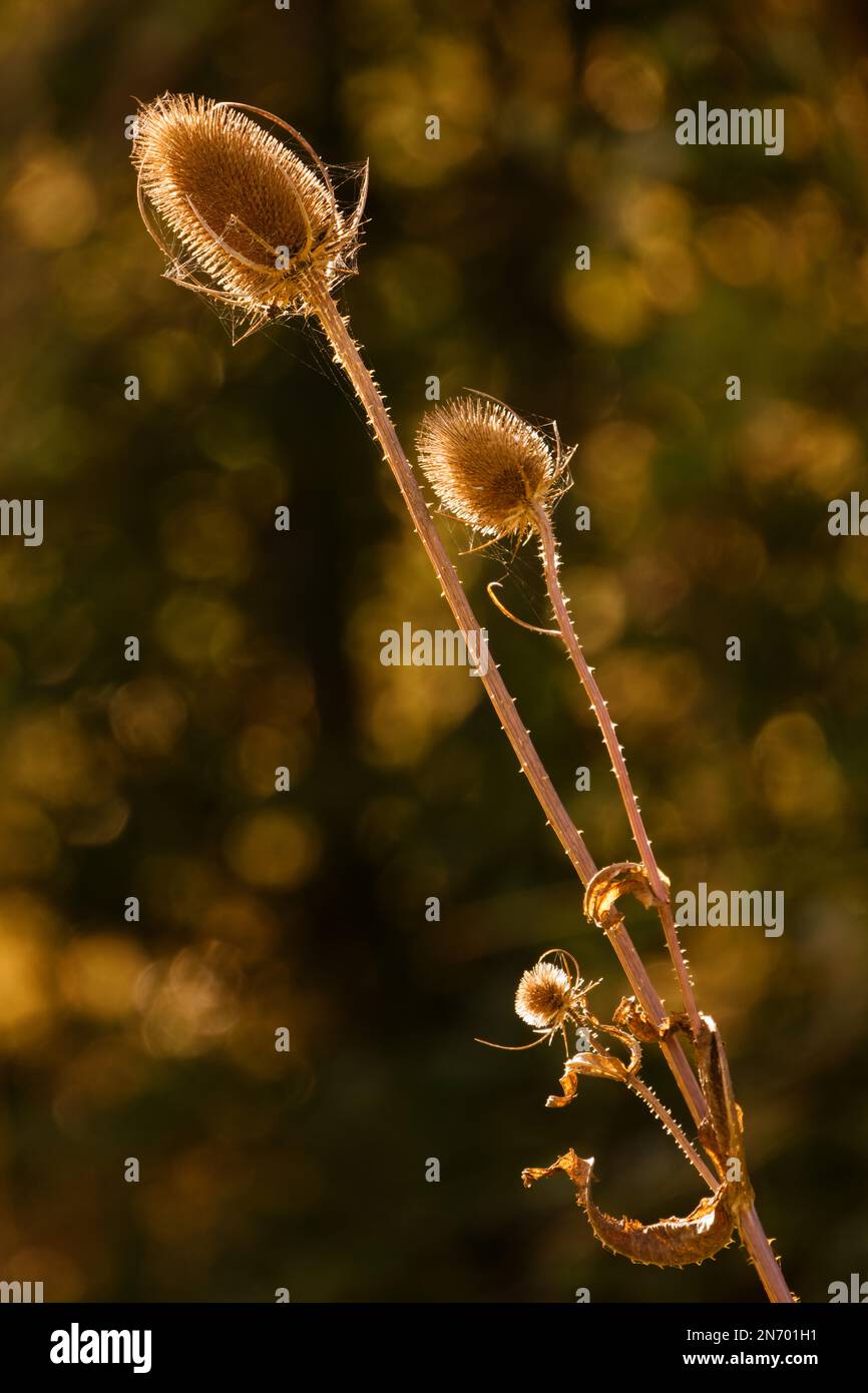Abstraktes Bild von Teasels (Dipsacus) Stockfoto