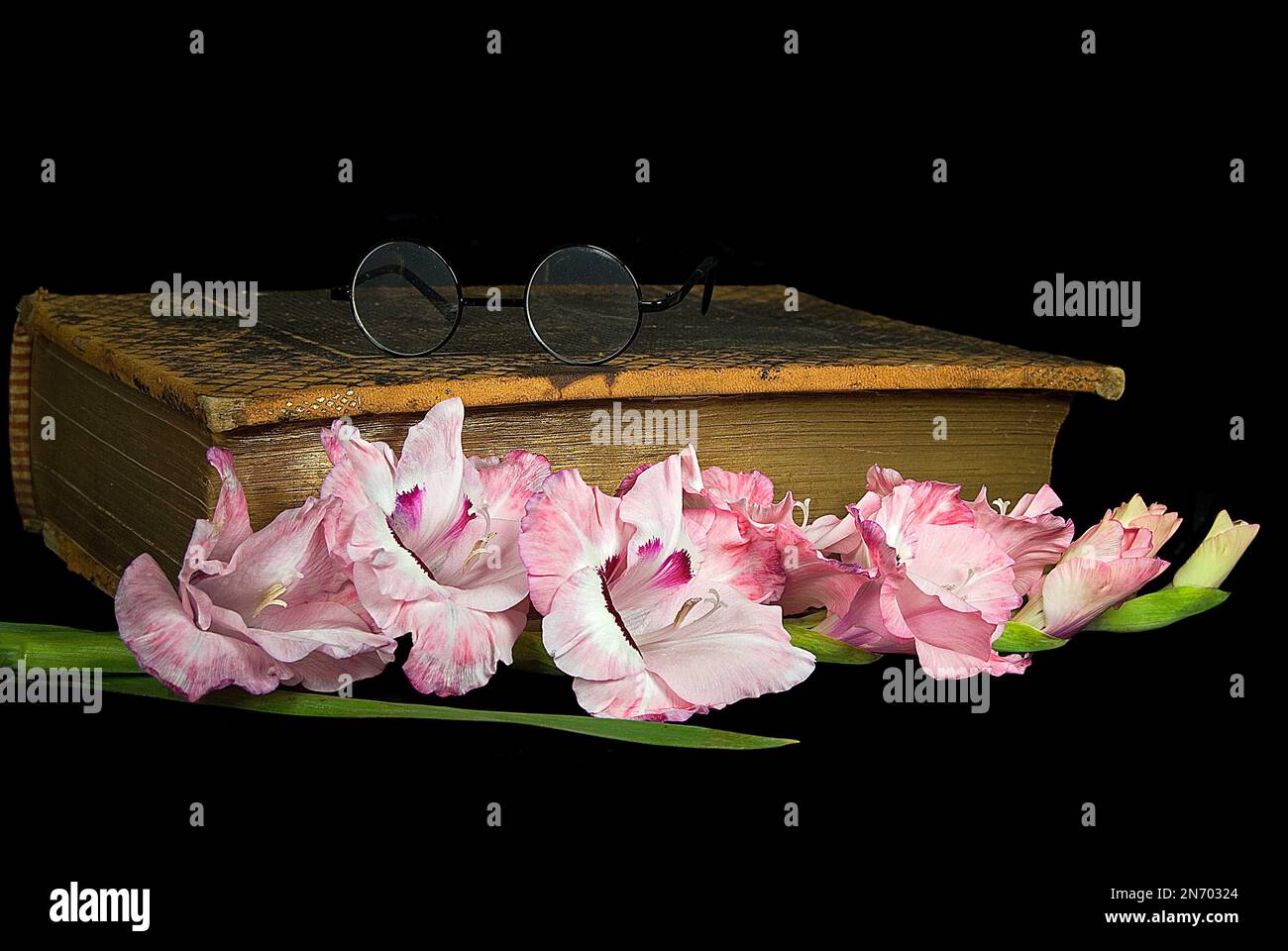 Rosa Gladiolus Mit Alter Bibel Stockfoto