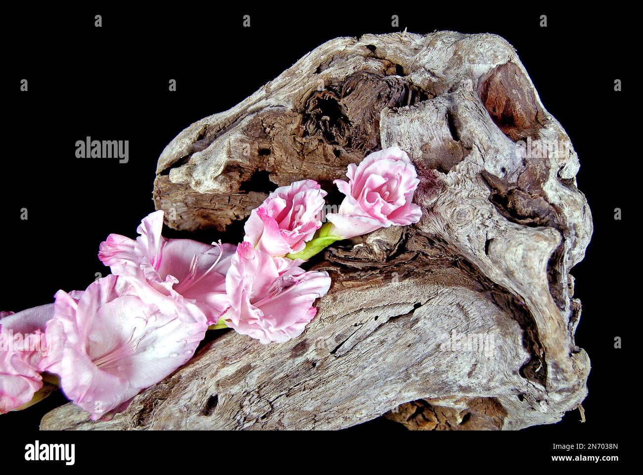 Rosa Gladiolus auf Treibholz Stockfoto