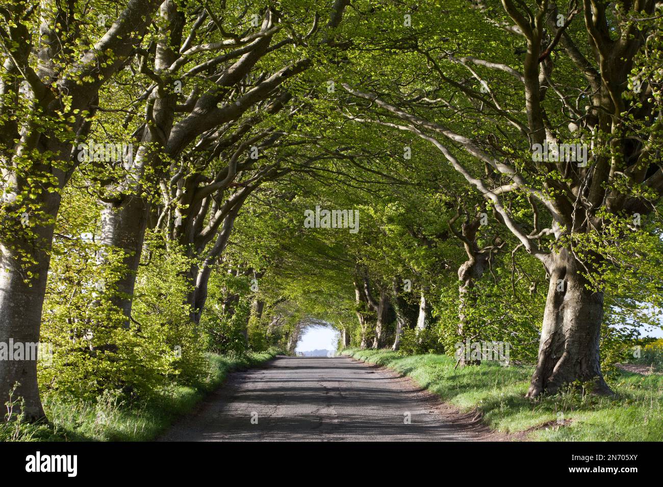 Eine Straße mit Buchenbäumen an der Howgare Road in Knowle Hill, südlich von Broad Chalke in Wiltshire. Stockfoto
