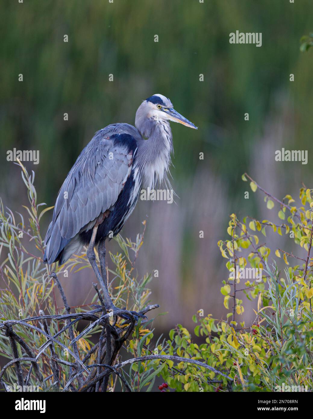 Ein vertikaler Schuss eines großen blauen Reiher-Vogels auf Ästen. Stockfoto