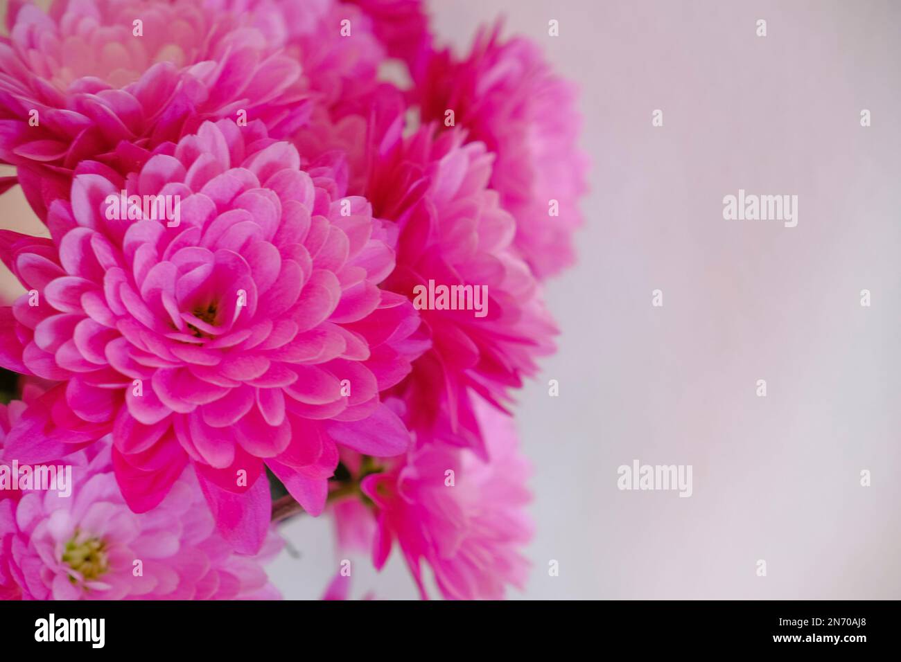 Rosafarbene Chrysanthemmenblumen schließen sich vor weißem Hintergrund zusammen. Postkartendesign. Speicherplatz kopieren. Hochzeitseinladung, Geschenkkonzept Stockfoto