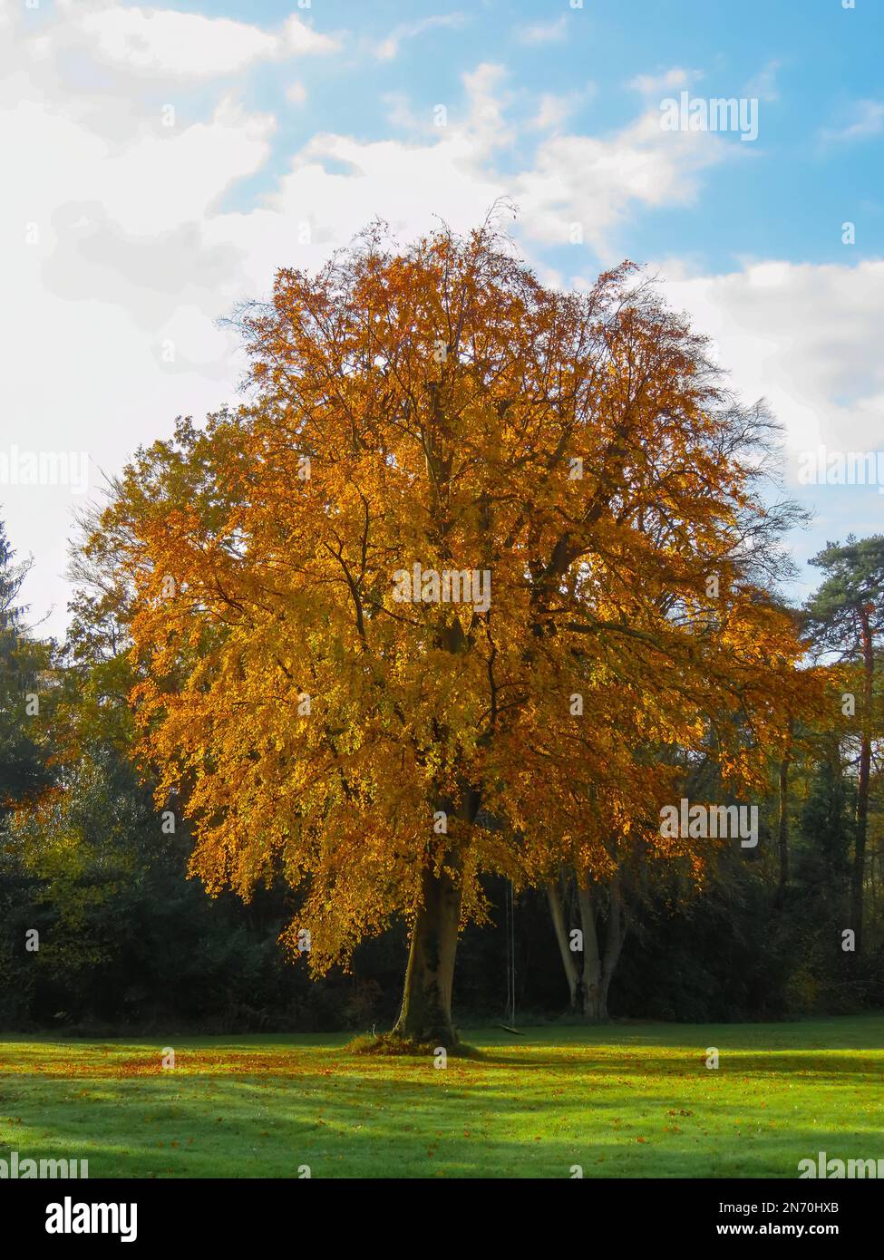 An einem hellen Herbsttag hängt die Schaukel an einem goldorangefarbenen Baum Stockfoto