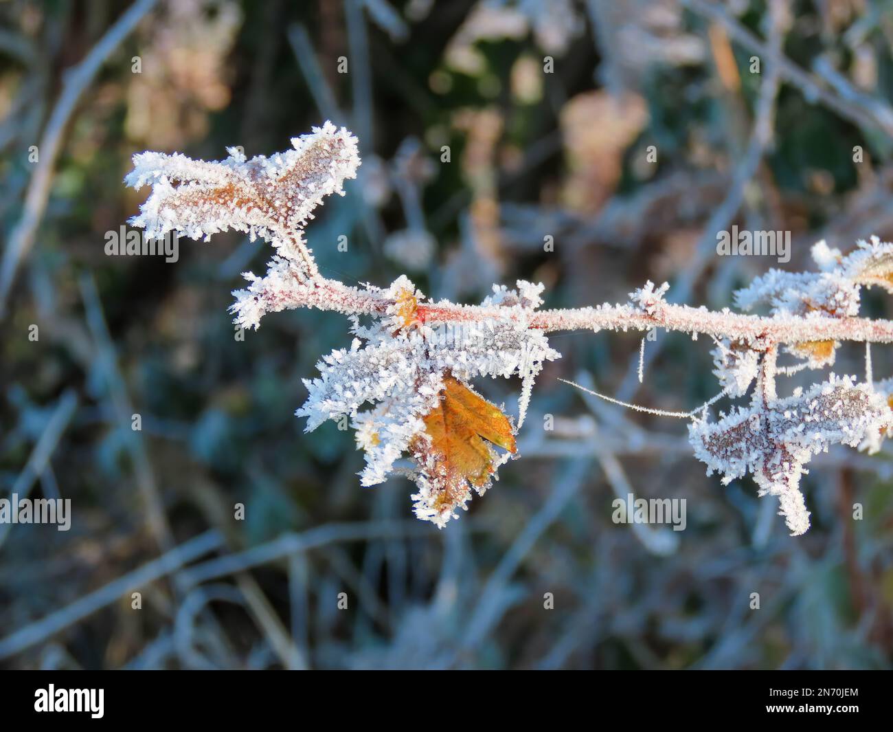 Weiche Frostkristalle auf Blättern Stockfoto
