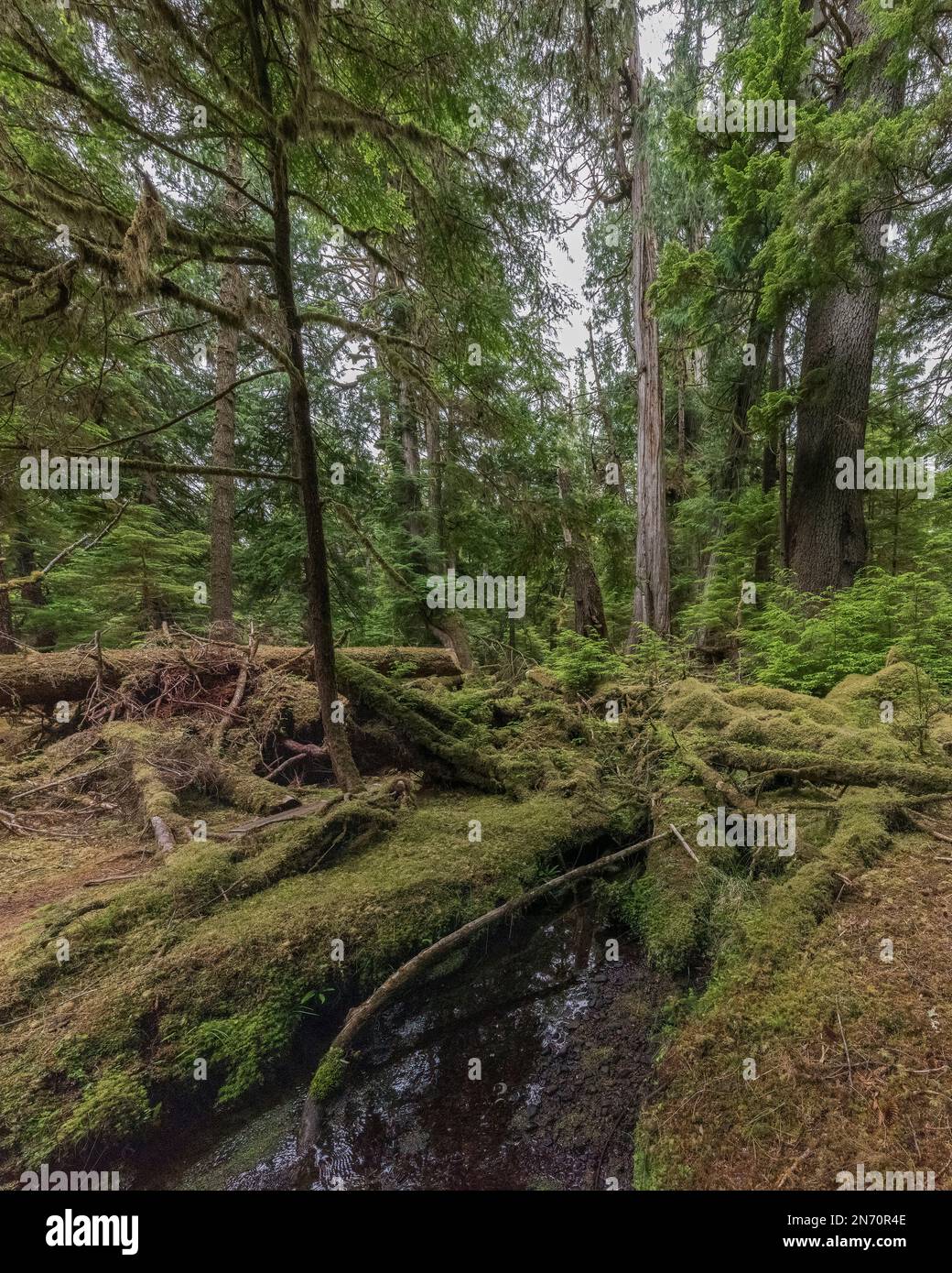 Windiger Bay Creek und alter Wald, Lyell Island, Haida Gwaii, BC Stockfoto