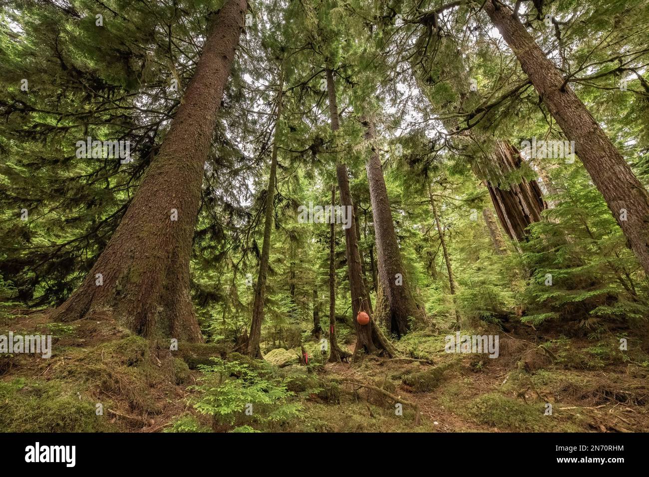 Wandern Sie durch den alten Wald zur 800 Jahre alten riesigen Sitka-Fichte, Lyell Island, Haida Gwaii, BC Stockfoto