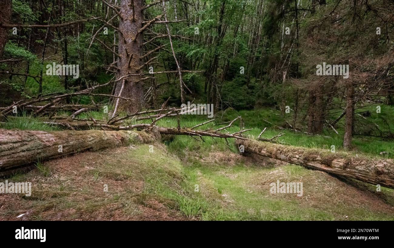 Überreste von Boxenhausbalken, K'uuna Llnagaay (Skedans), Louise Island, Gwaii Haanas, Haida Gwaii, V. CHR Stockfoto