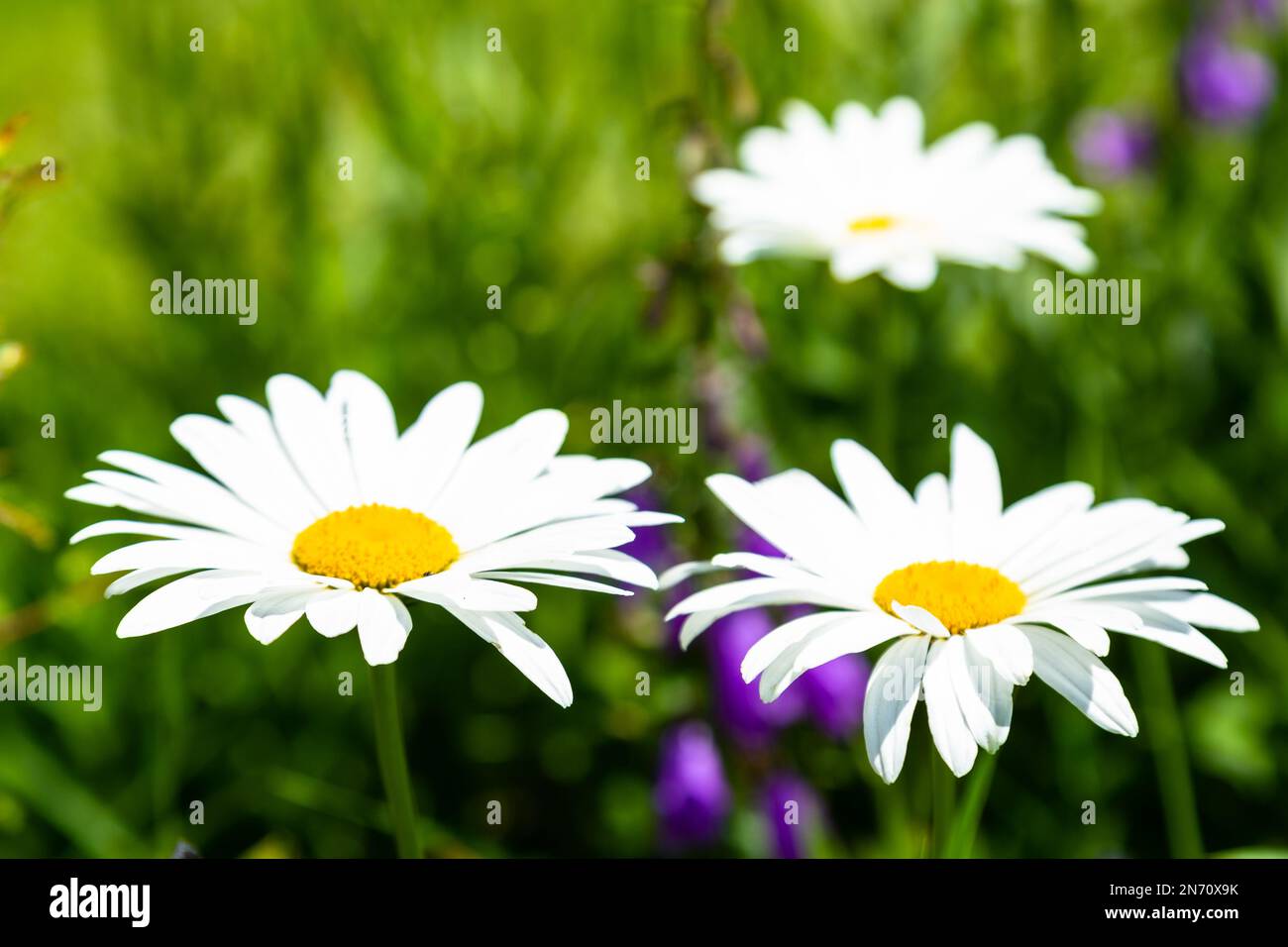 Blumen in einem französischen Garten, viele Sommerfarben Stockfoto