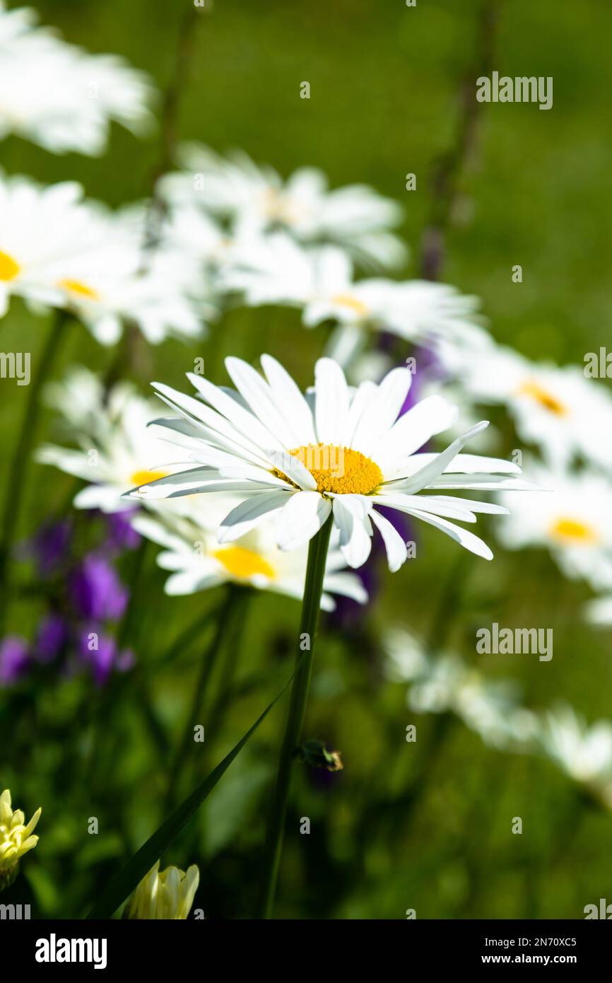 Blumen in einem französischen Garten, viele Sommerfarben Stockfoto