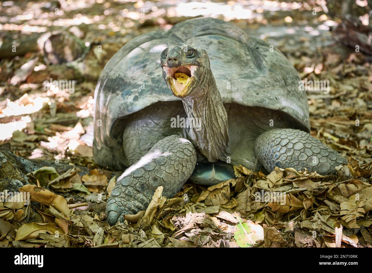 Aldabra-Riesenschildkröte (Aldabrachelys gigantea) auf Curieuse Island, Prasiln Island, Seychellen Stockfoto