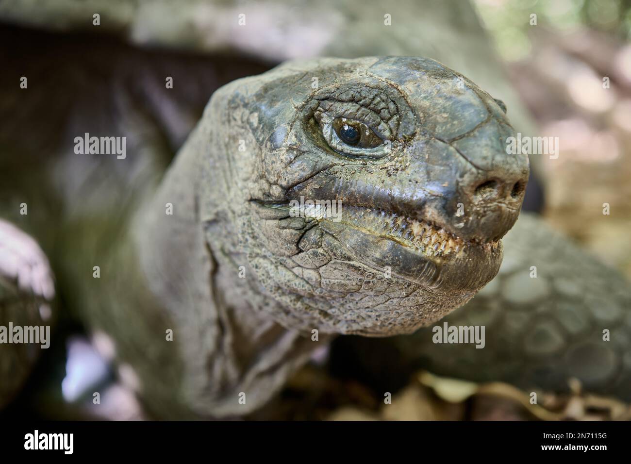 Aldabra-Riesenschildkröte (Aldabrachelys gigantea) auf Curieuse Island, Prasiln Island, Seychellen Stockfoto