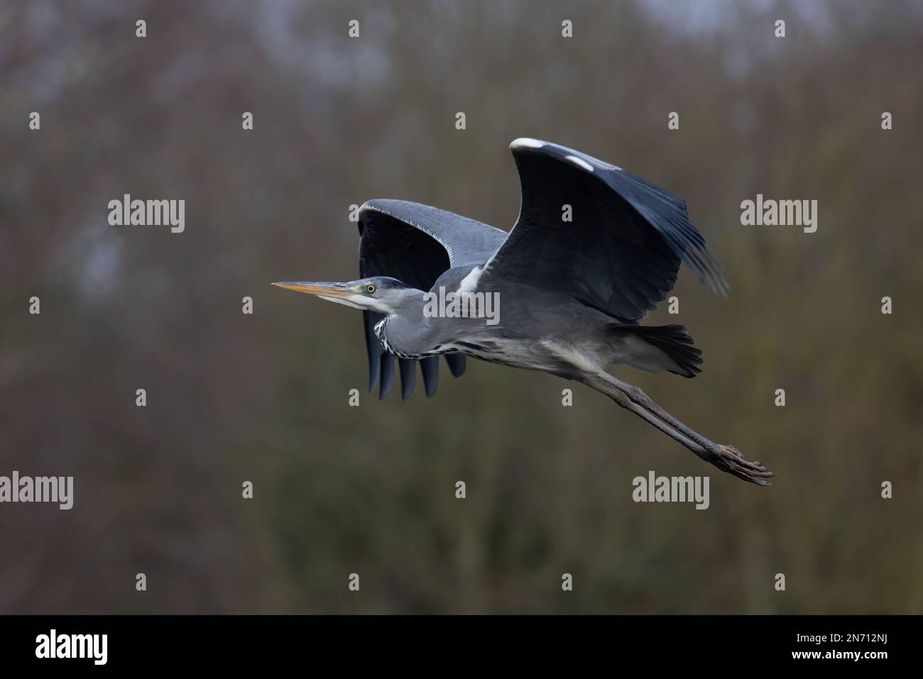 Grey Heron (Ardea cinerea) Norwich UK GB Februar 2023 Stockfoto