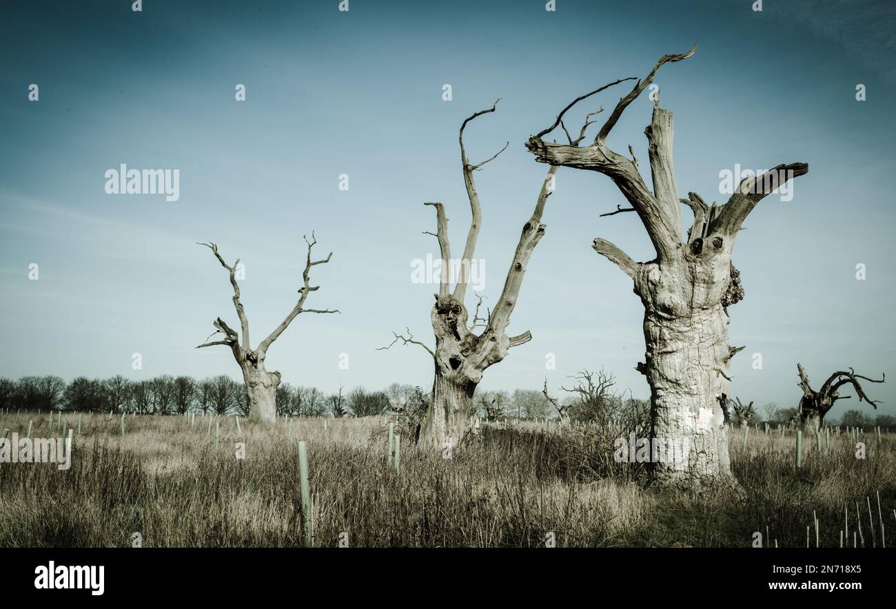 Das Mundon in Essex, Großbritannien, bietet neben Landschaften, Kulturerbe, Folklore und antikem versteinerten Baum noch mehr. Stockfoto