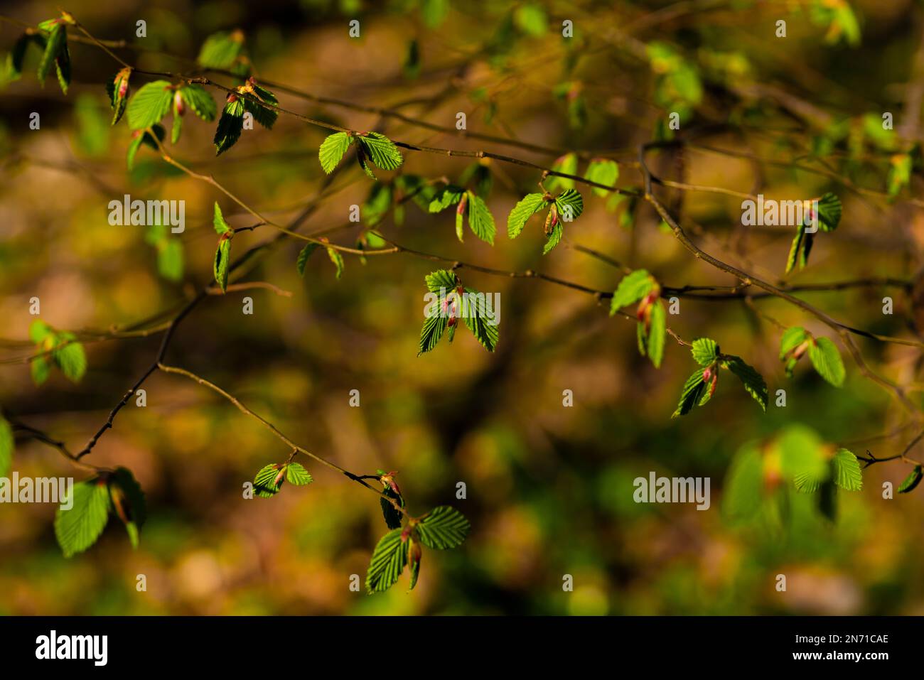 Die ersten Blätter wachsen im Frühjahr auf einem jungen Buchenbaum im Wald Stockfoto