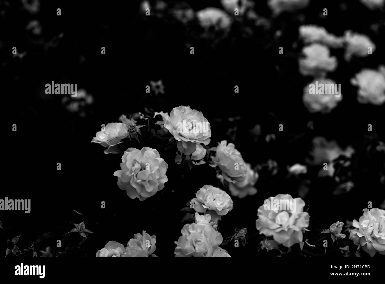 Wunderschöne blühende Rosenblätter in Schwarz und Weiß Stockfoto