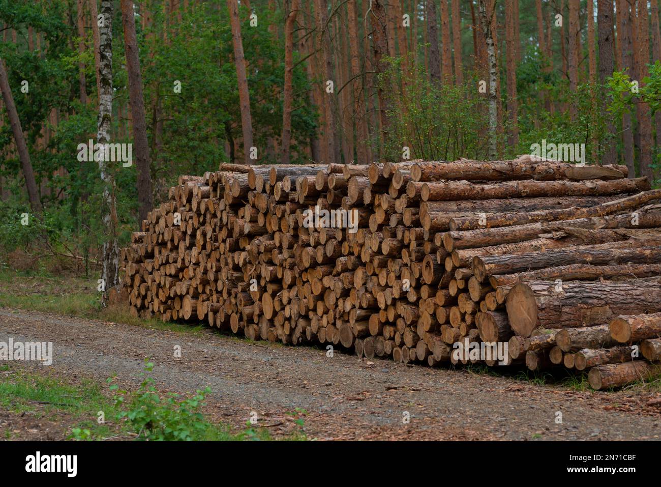 Waldstraße für die Forstwirtschaft, entlang des Weges große Holzpolder mit frisch fällten Baumstämmen Stockfoto