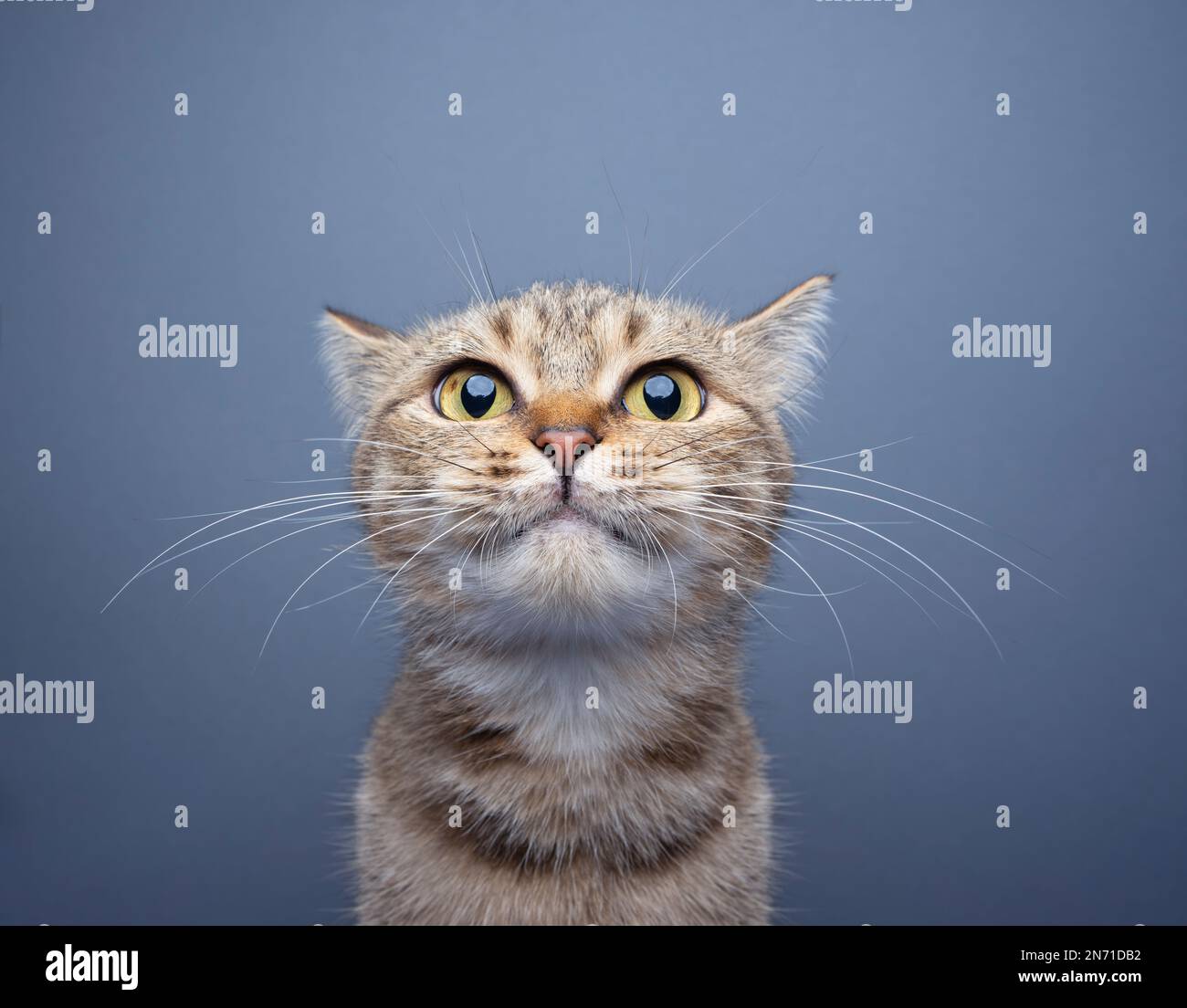 Süße Katze mit großen Augen, die ein lustiges Gesicht macht und auf grauen Hintergrund in die Kamera schaut, mit Kopierraum Stockfoto