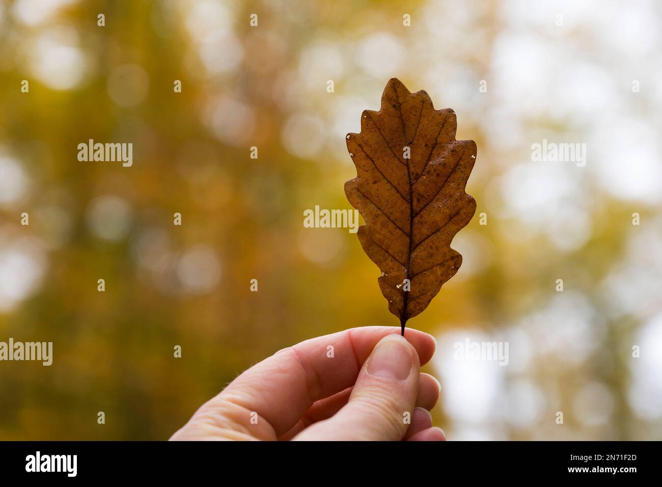 Herbstspaziergang im Wald, Frauenhand mit braunem Eichenblatt Stockfoto