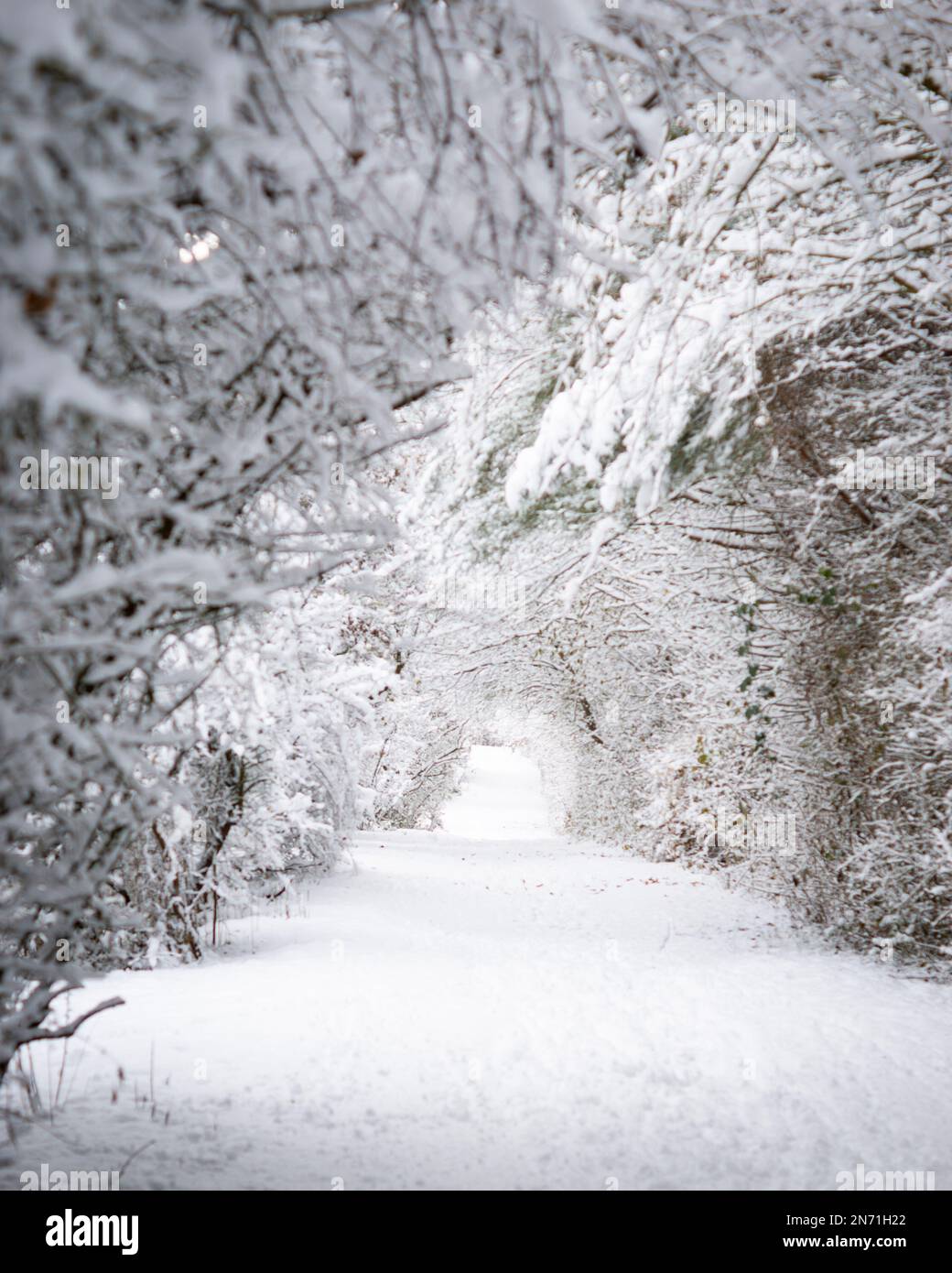 Winter, Schnee, Landschaft, Winterlandschaft Stockfoto