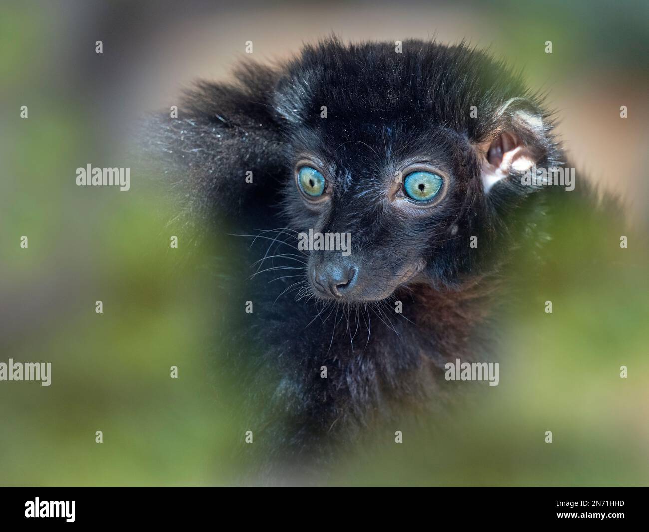Männlich Blue-eyed Black lemur Eulemur flavifrons auch als lemur der Sclater bekannt Stockfoto