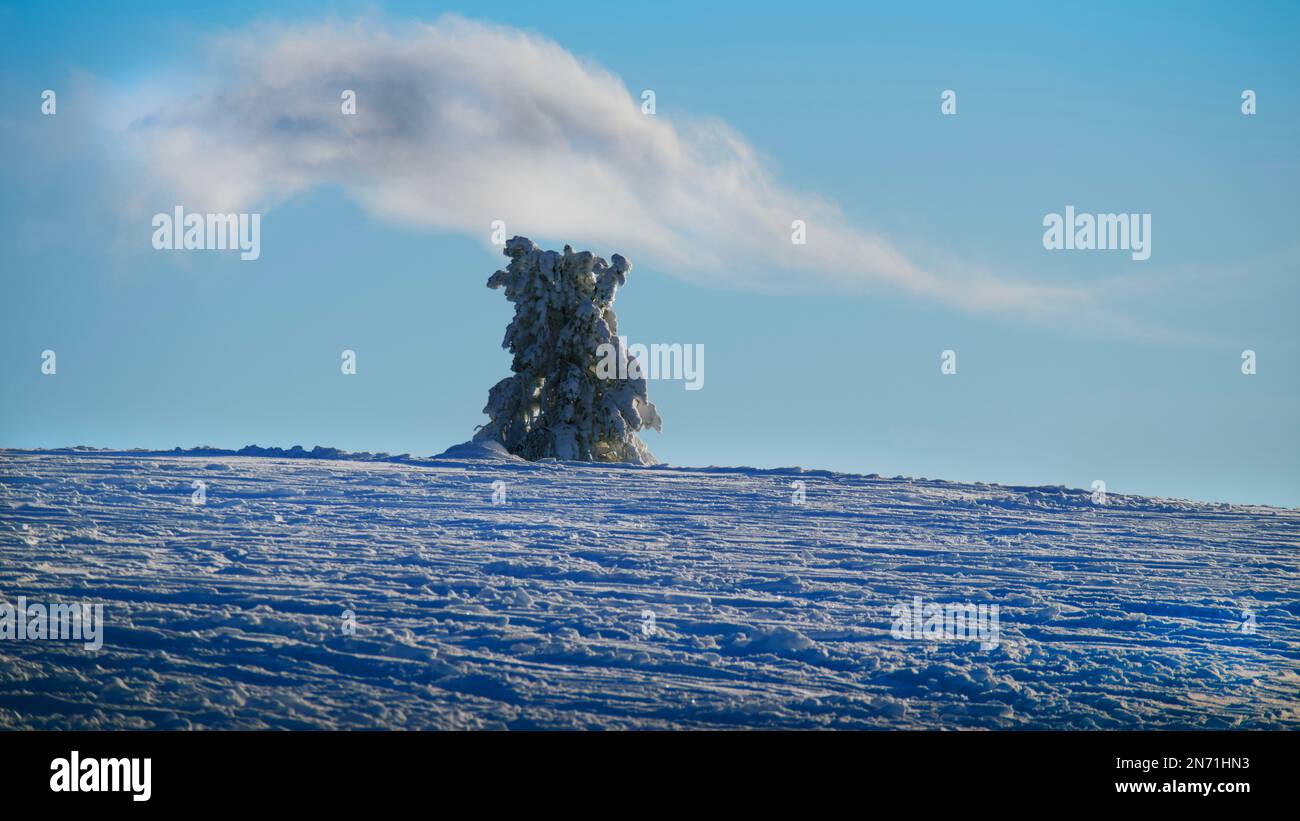 Ein einzelner Baum, der von Schnee bedeckt ist, trifft auf eine weiche, wallähnliche weiße Wolke, die tief hinuntergeht und die Baumspitze berührt. Stockfoto