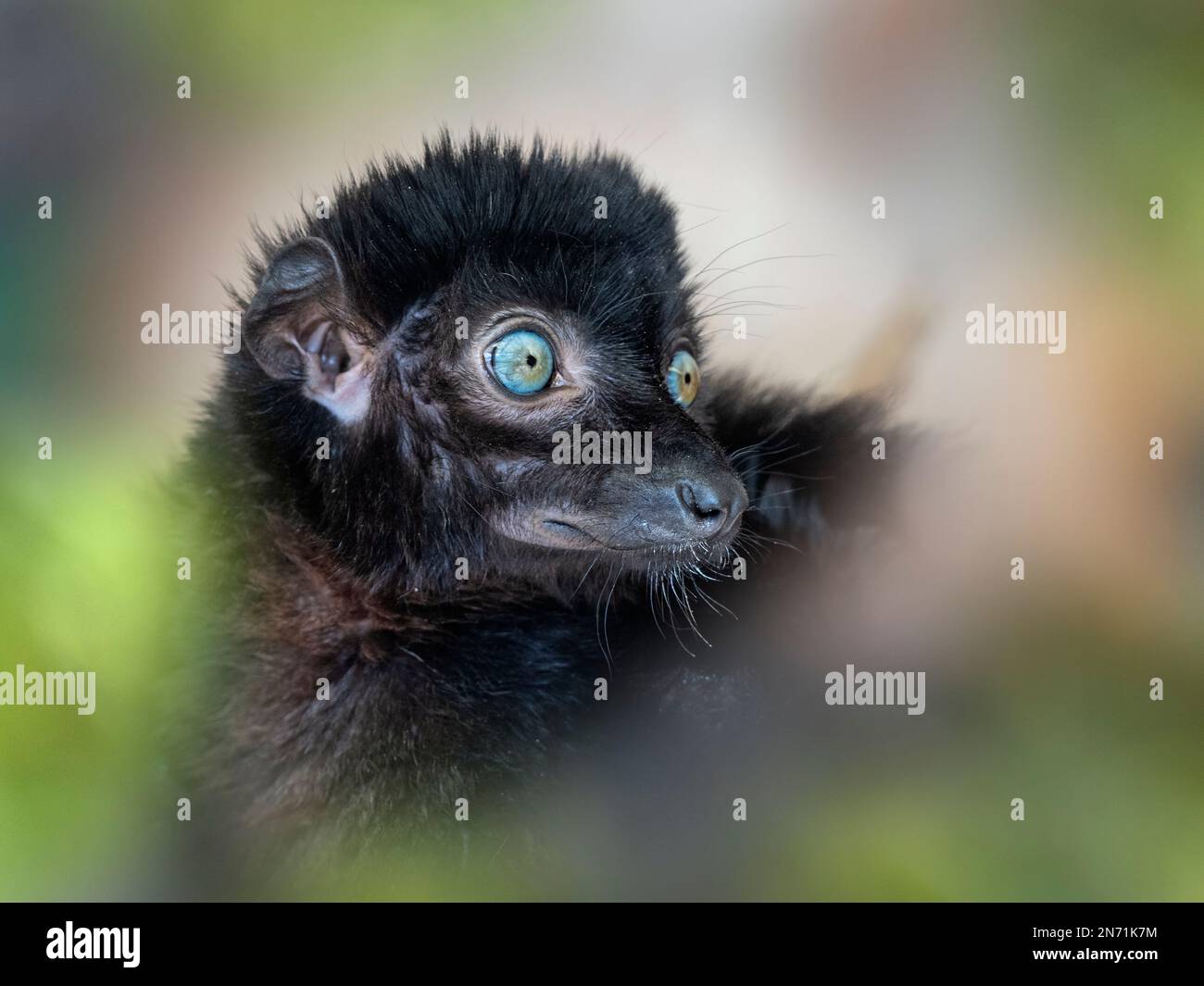 Männlich Blue-eyed Black lemur Eulemur flavifrons auch als lemur der Sclater bekannt Stockfoto