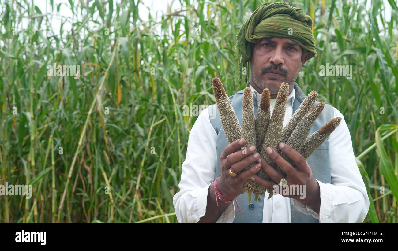 Landwirt, der auf landwirtschaftlichen Feldern Ähren von Grünhirse oder Sorghum untersucht Stockfoto