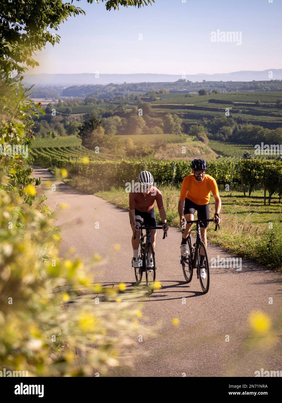 Straßenradfahrer auf Weinbauwegen in Tuniberg - auf dem ausgeschilderten  Tuniberg Höhenweg Radweg zwischen Gottenheim und Merdingen. Im Hintergrund  wird der BL Stockfotografie - Alamy