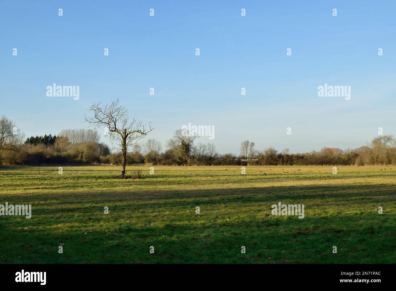 Offene Flächen in Waldlandschaft unter klarem Winterhimmel Stockfoto