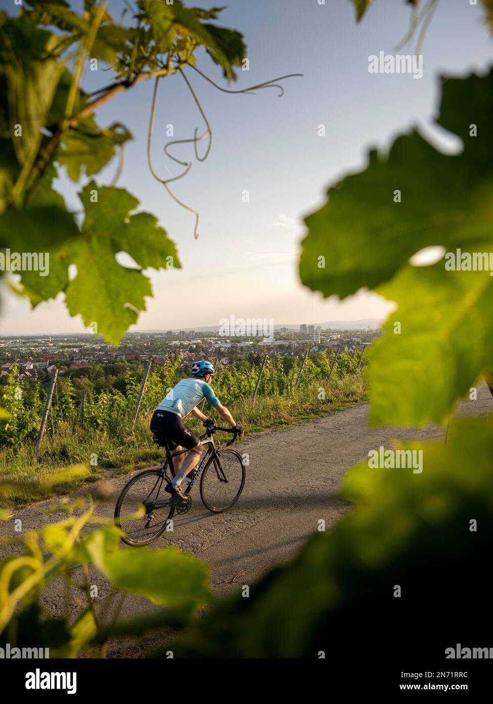 Straßenradfahrer in den Weinbergen bei Freiburg-St. Georgen. Im Hintergrund die Stadt Freiburg und die Gipfel des Schwarzwalds. Stockfoto