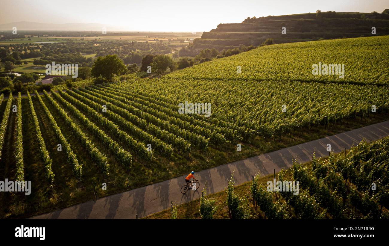 Rennradfahrer in den Weinbergen der Tuniberg bei Freiburg. Stockfoto