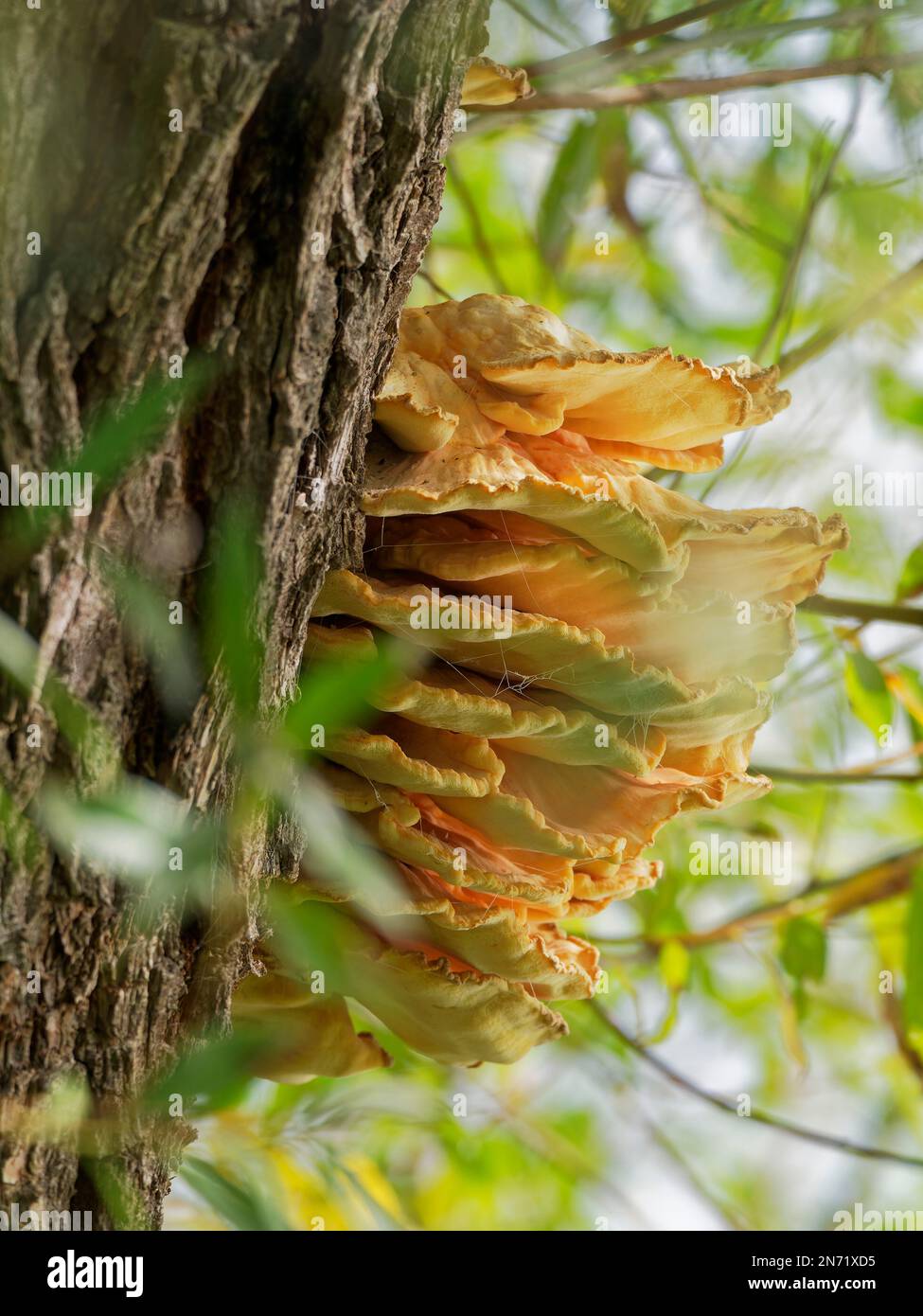 Baum-Pilz Stockfoto