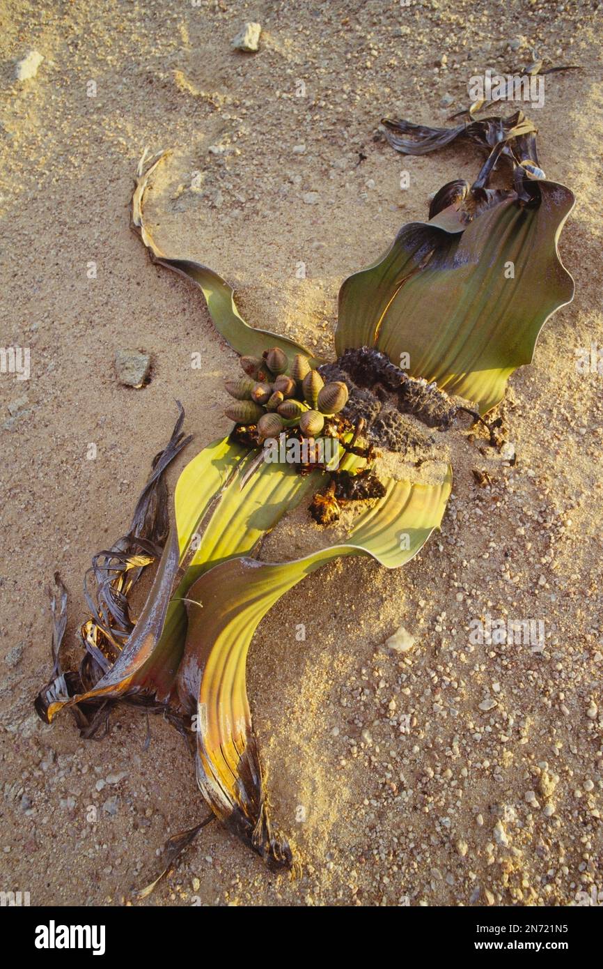 Welwitschia, Welwitschia mirabilis, weiblich, südliches Afrika, Südwestafrika, Namibia, Namib, Swakopmund, Welwitschia Plate Stockfoto