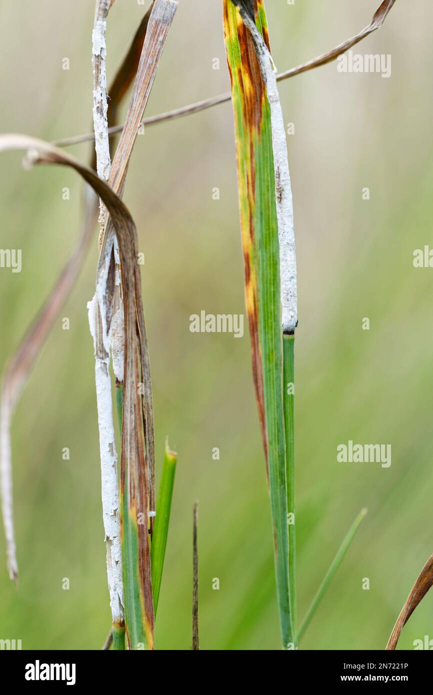 Auf einer wilden Wiese wachsender Grasdrossel-Pilz (Epichloë typhina) Stockfoto