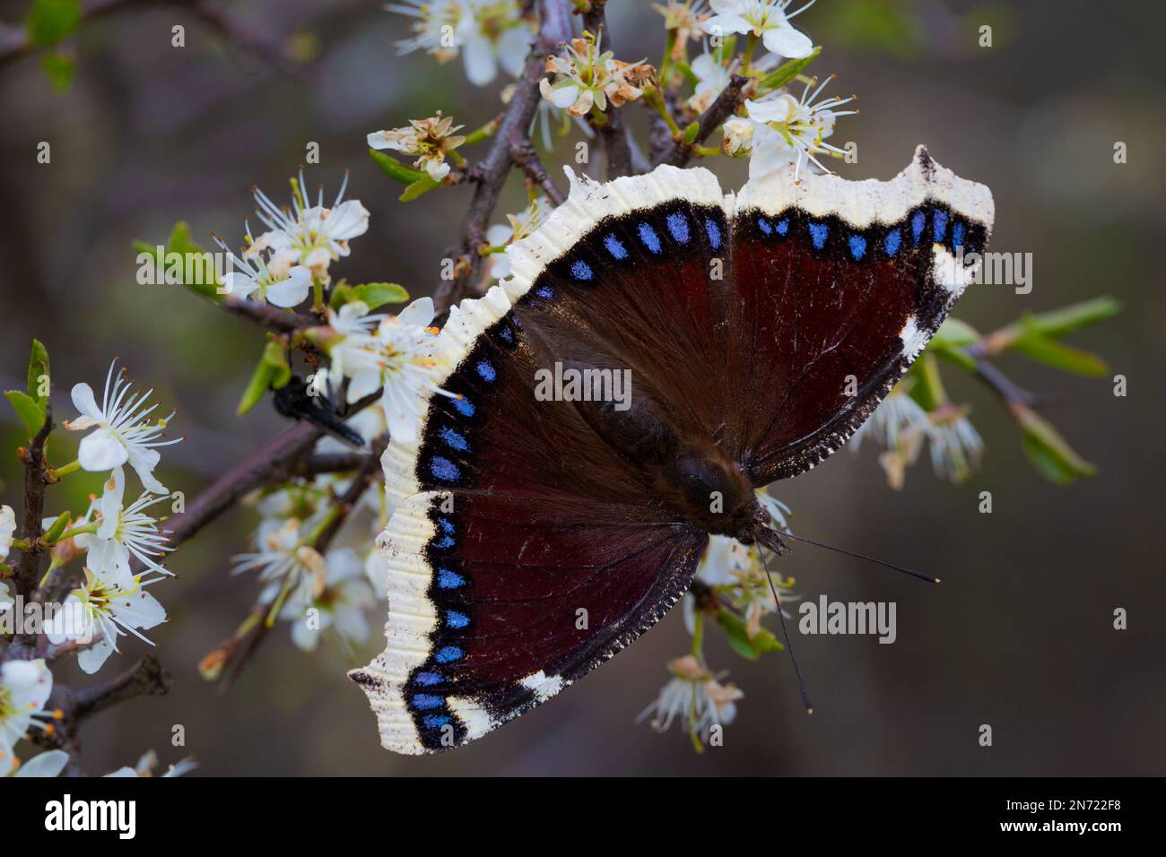 Camberwell Schönheitsvutterfly, Nymphalis Antiopa, Schwarzdorn, Blume, Prunus spinosa, Die Flügel öffnen sich Stockfoto