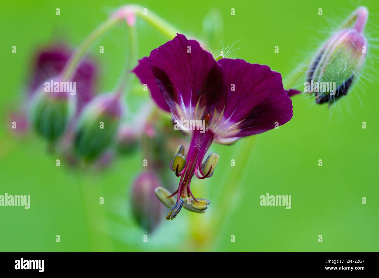 Brauner Cranesbill, Geranium Phaeum, Blume, Knospen Stockfoto