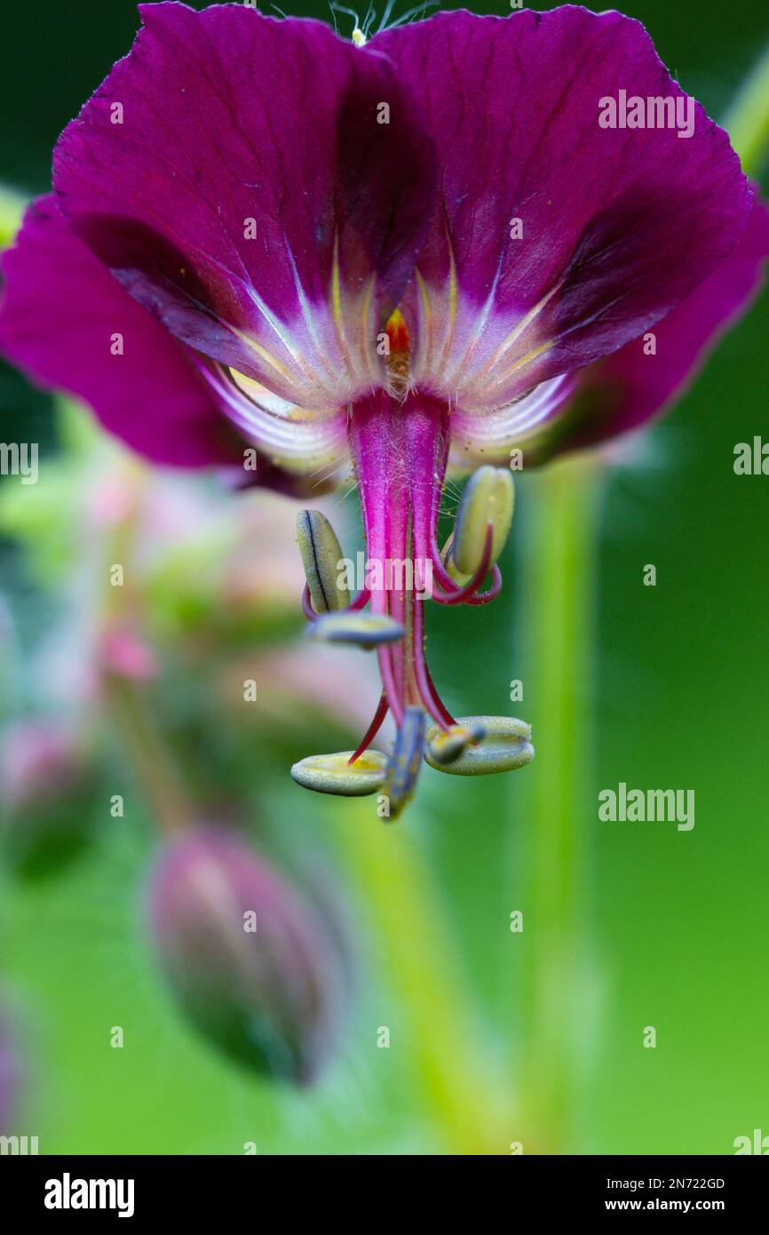 Brauner Cranesbill, Geranium Phaeum, Blume, Knospen Stockfoto