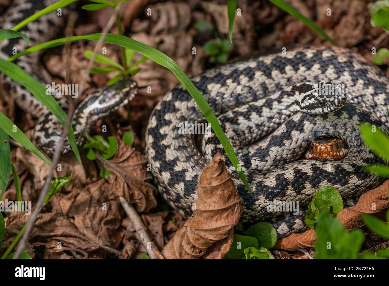 Adder, männlich, weiblich, Paarung, Vipera berus, Rivalen Stockfoto