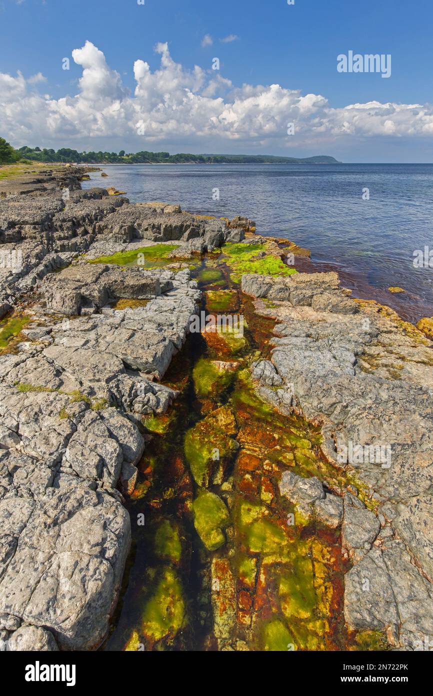 Algen in Gezeitenbecken/Felsenbecken an der felsigen Küste entlang der Ostsee nahe Vik, Simrishamn Municipality, Skane / Scania / Skåne, Schweden Stockfoto