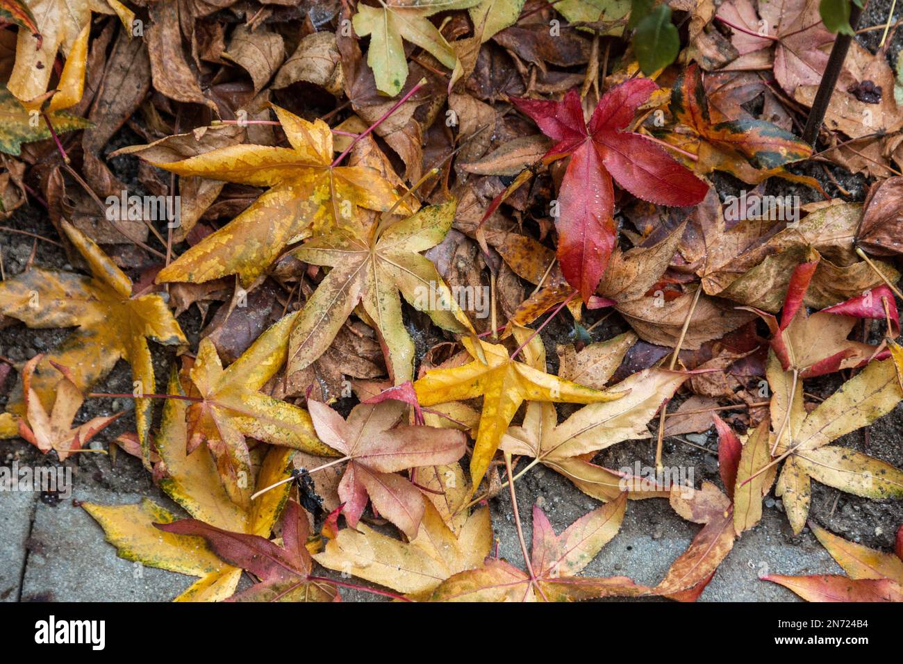 Natur, Jahreszeiten, Herbst, Herbstfarbe, Winter, Kälte, Pflanzenwelt, Flora, Blätter bedeckt mit Heiserfrost, amerikanisches Süßgum, Liquidambar styraciflua Stockfoto