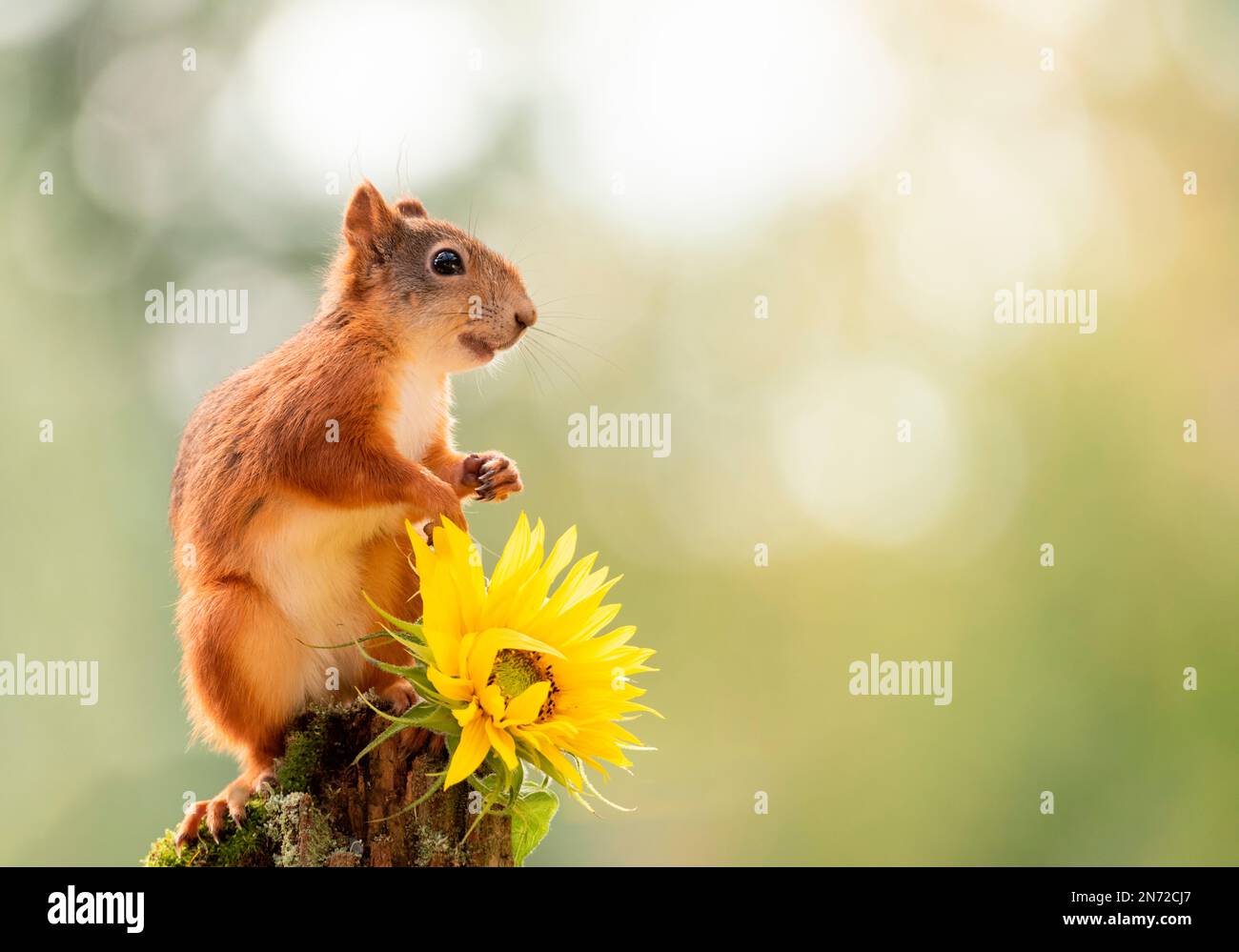 Rotes Eichhörnchen auf einem Stamm mit Sonnenblumen Stockfoto
