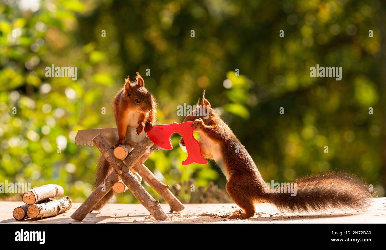 Rote Eichhörnchen sägen Holz Stockfoto